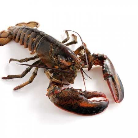 Canlı Istakoz - 1 kg