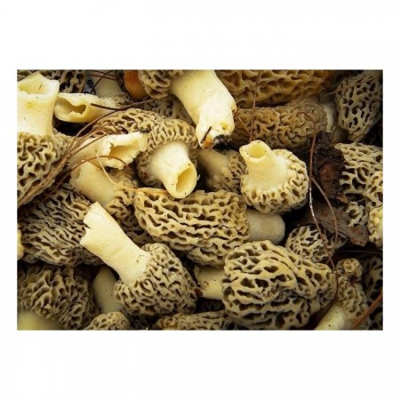 Mushroom&More Donuk Morel Kuzu Göbeği Mantarı - 500 gr , yarım paket