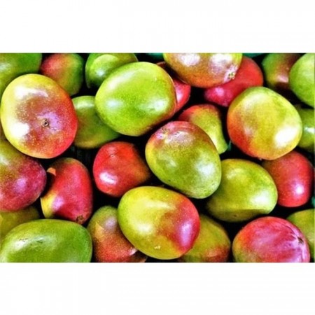 Trofco Dilimli Mango Konservesi (425 gr)