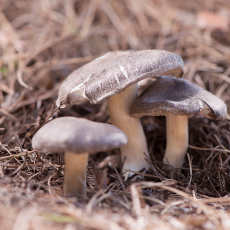 Cincile Mantarı Donuk - 1 kg