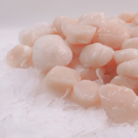 Japon Deniz Tarağı - 1 kg