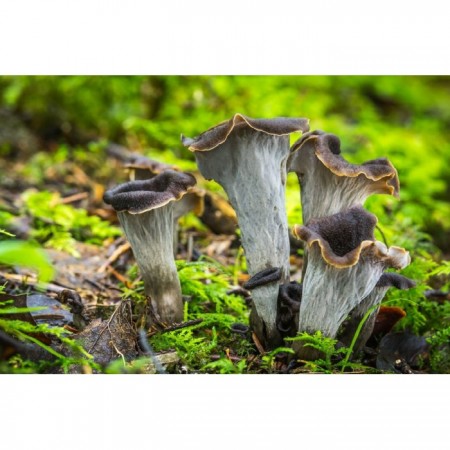 Mushroom&More Dondurulmuş Borazan Mantarı - 1 kg