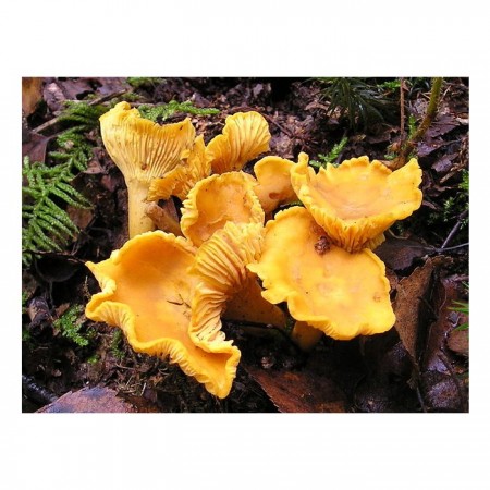 Mushroom&More Dondurulmuş Yumurta (Sezar) Mantarı - 1 kg