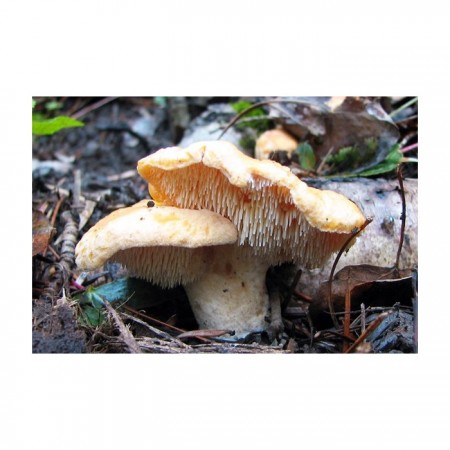 Mushroom&More Dondurulmuş Sığır Dili Mantarı - 500 gr