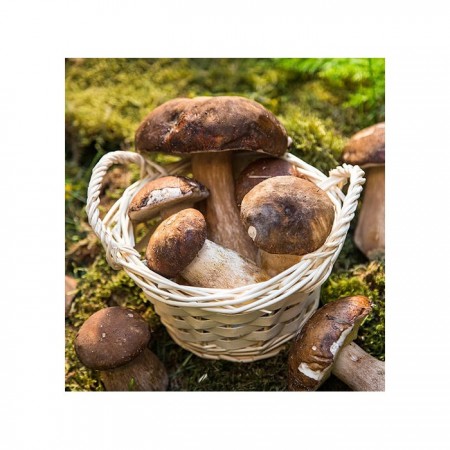 Mushroom&More Dondurulmuş Porçini  Mantarı - 500 gr