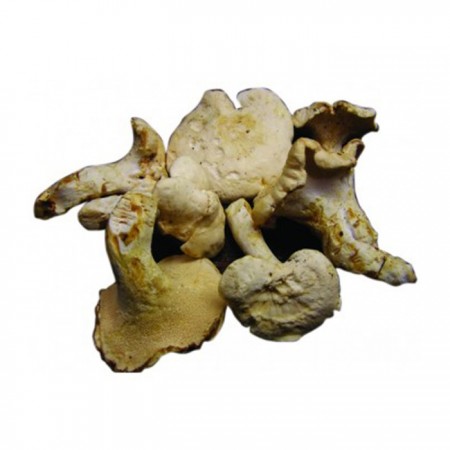 Mushroom&More Dondurulmuş Sığır Dili Mantarı - 500 gr