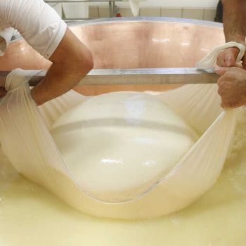 Parmesan peyniri üretimi