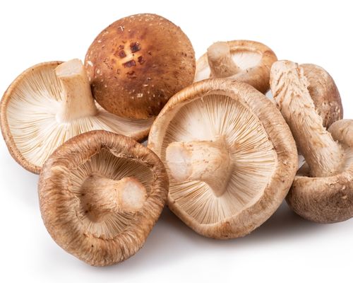 Shiitake mantarı nedir?